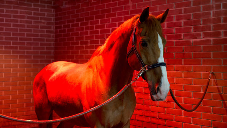 Bayard in special solarium for horses at the time of procedure